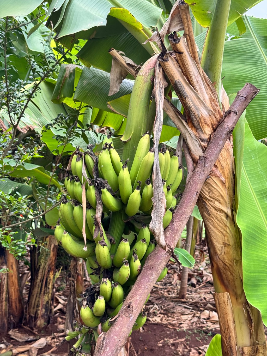 Finding Normal in the&nbsp;Not-So-Normal